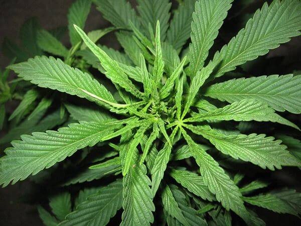 Super Silver Haze - - Alchimia