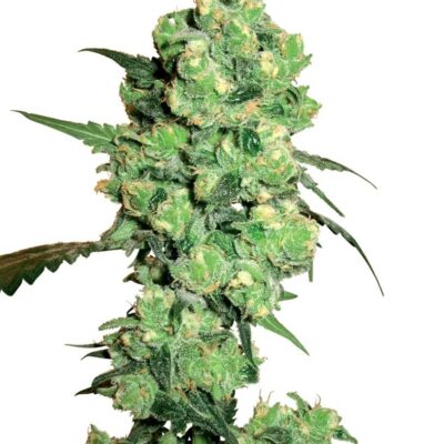 Super Skunk - Alchimia