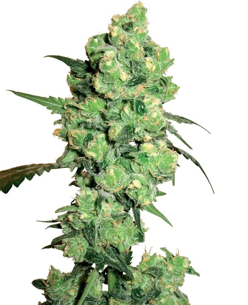Super Skunk - Alchimia