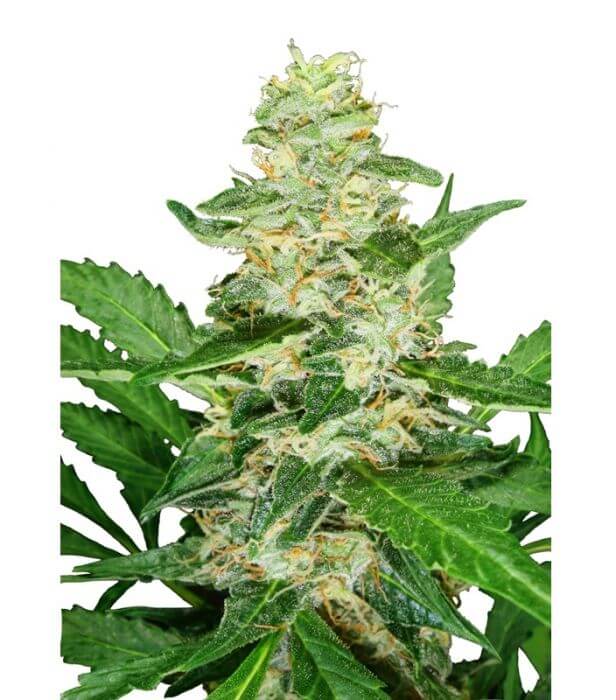 Super Skunk Auto - Alchimia