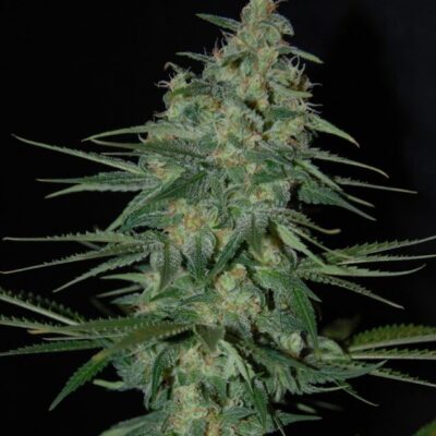 Sweet Black Angel - Alchimia