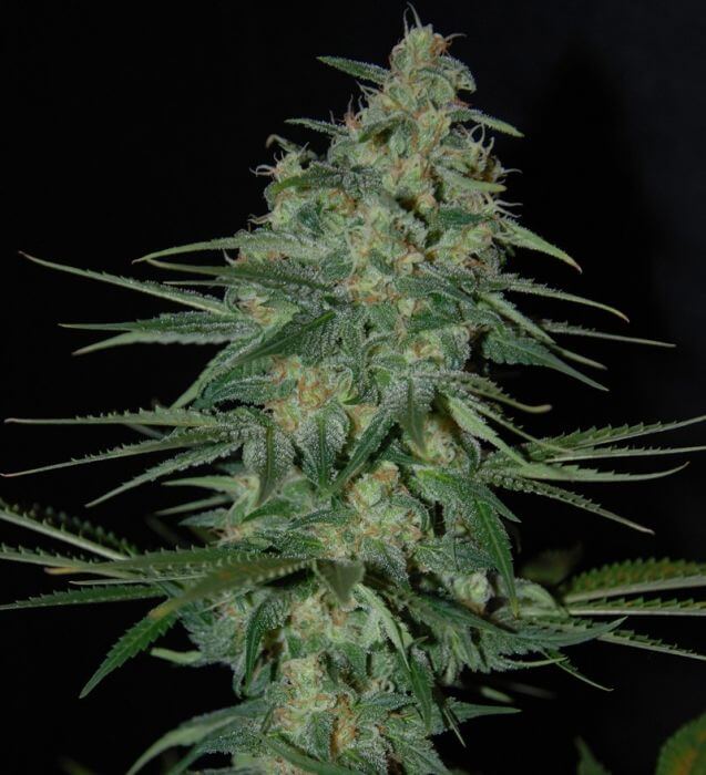 Sweet Black Angel - Alchimia