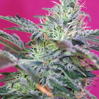 Sweet Cheese Auto - Alchimia