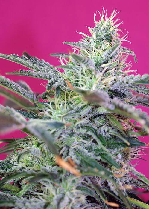 Sweet Cheese Auto - Alchimia