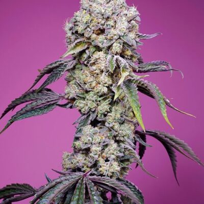 Sweet Mandarine Zkittlez F1 Fast Version - Alchimia