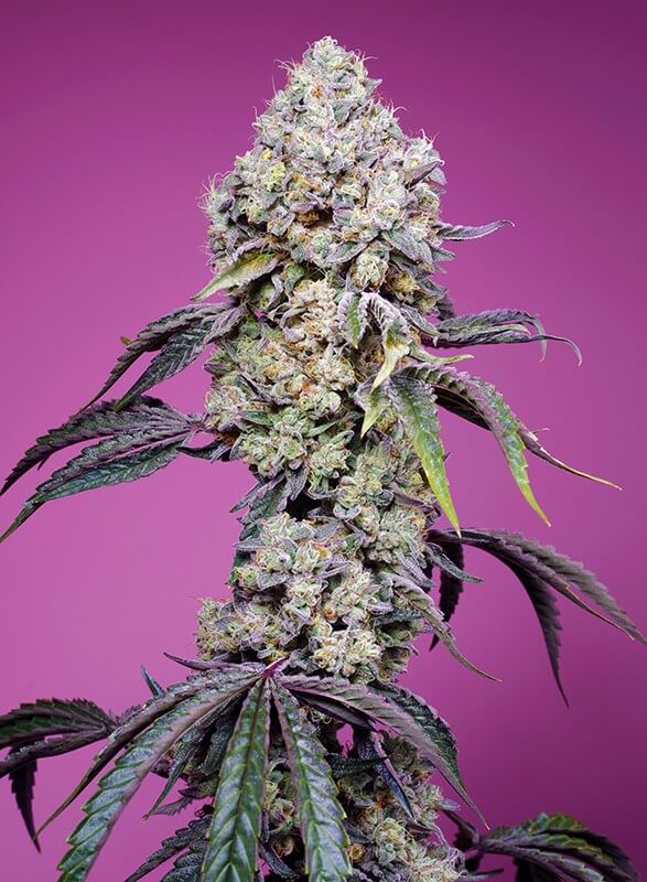 Sweet Mandarine Zkittlez F1 Fast Version - Alchimia