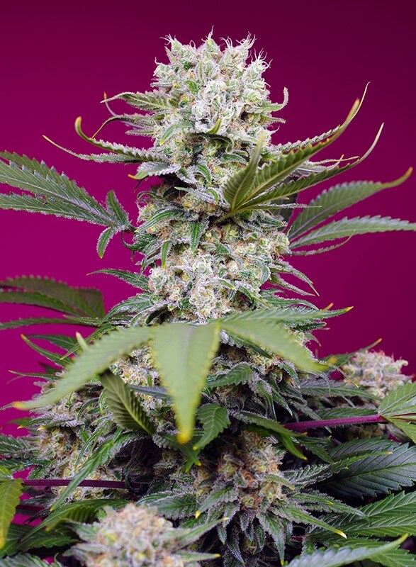 Sweet Mandarine Zkittlez XL Auto - Alchimia