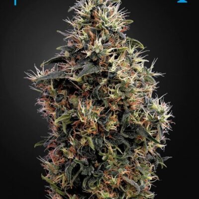 Sweet Mango Auto - Alchimia