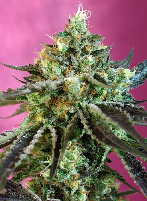 Sweet Nurse Auto CBD - Alchimia
