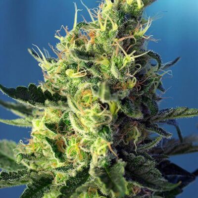 Sweet Pure CBD - Alchimia