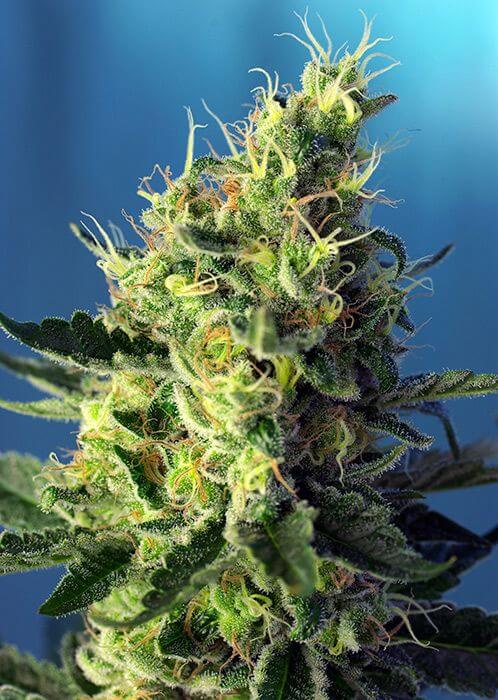Sweet Pure CBD - Alchimia