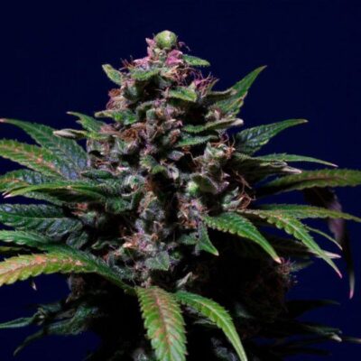 Sweet Purple - Alchimia