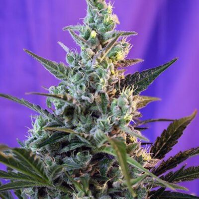Sweet Skunk Auto - Alchimia
