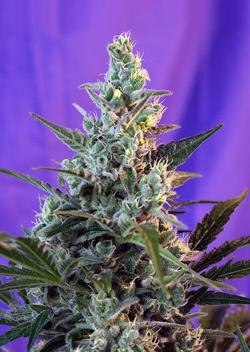 Sweet Skunk Auto - Alchimia