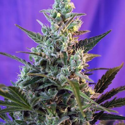 Sweet Skunk F1 Fast Version - Alchimia