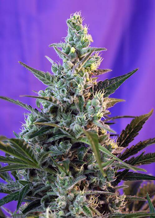 Sweet Skunk F1 Fast Version - Alchimia