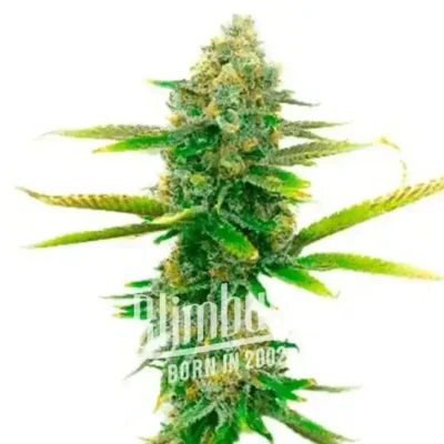 Sweet Tooth - Alchimia