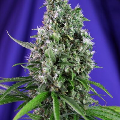Sweet Trainwreck Auto - Alchimia