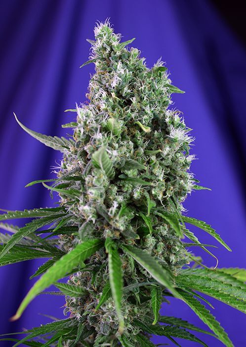 Sweet Trainwreck Auto - Alchimia