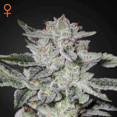 Sweet Valley Kush - Alchimia