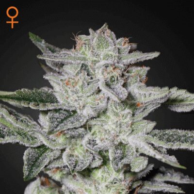 Sweet Valley Kush - Alchimia