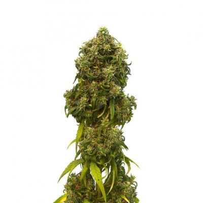 Swiss Dream Auto CBD - Alchimia