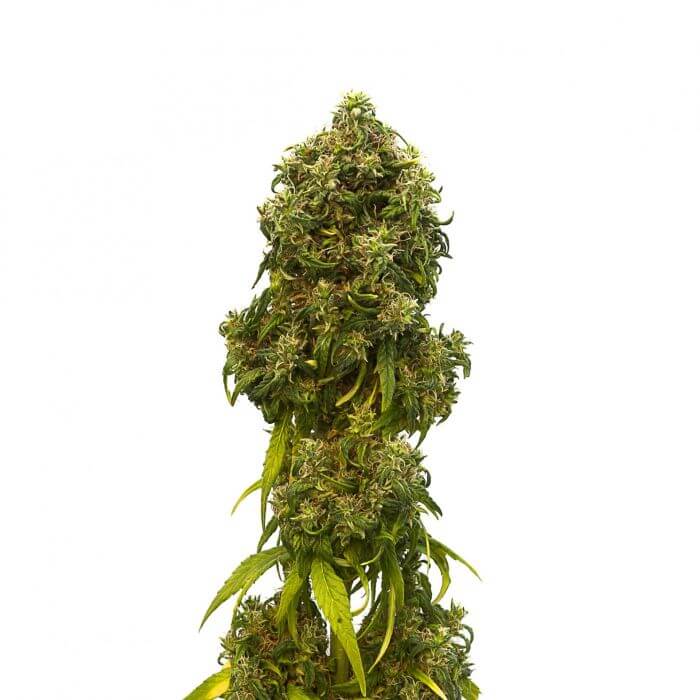 Swiss Dream Auto CBD - Alchimia