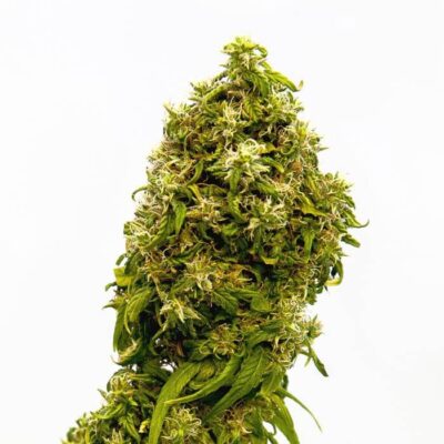 Swiss Dream CBD - Alchimia