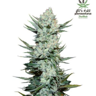Tangie Auto - Alchimia
