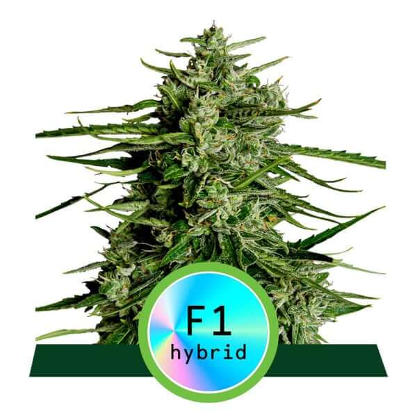 Titan F1 Auto - Alchimia