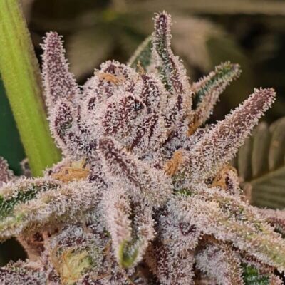 Tropicana Cookies - Alchimia
