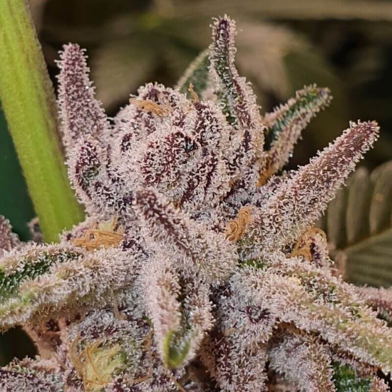 Tropicana Cookies - Alchimia