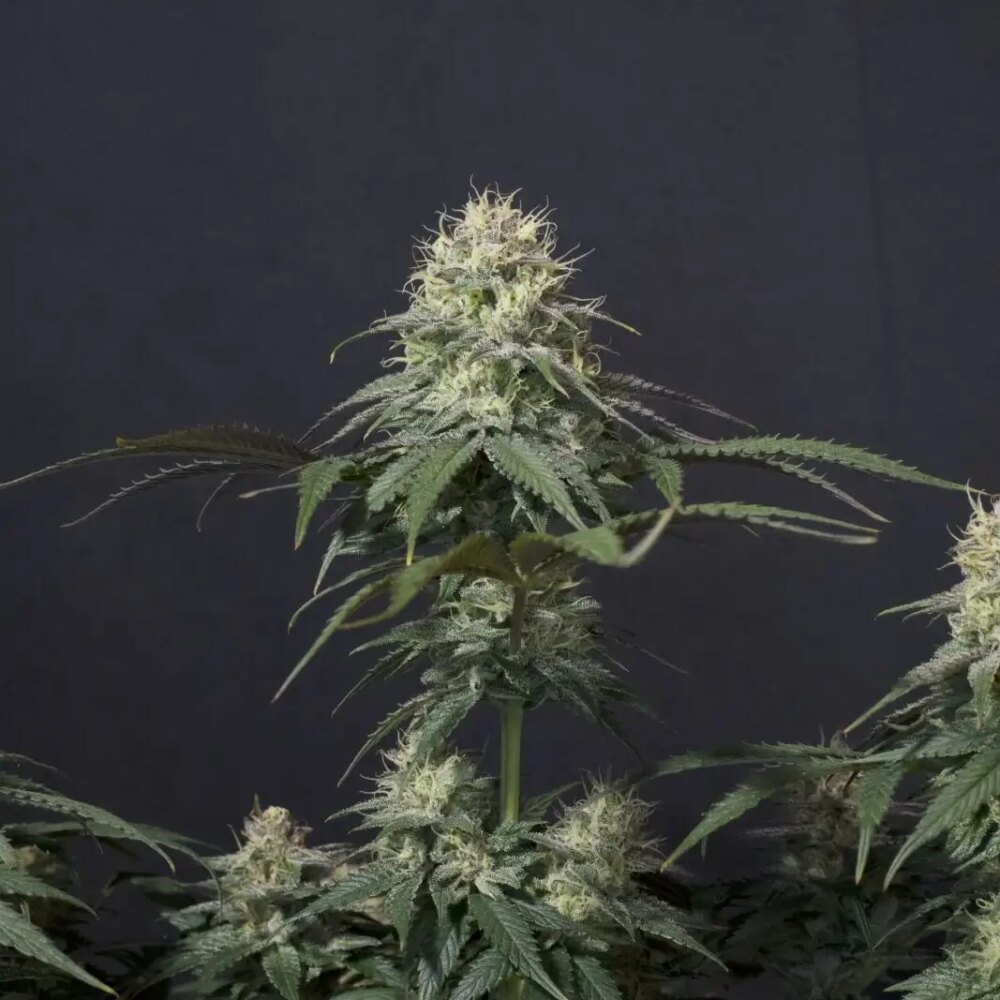 Tropicana Cookies FF - Alchimia