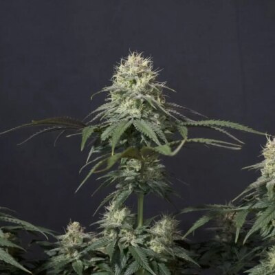 Tropicana Cookies FF - Alchimia