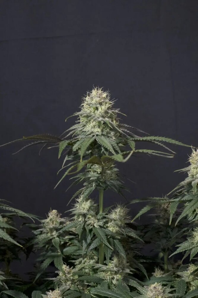 Tropicana Cookies FF - Alchimia