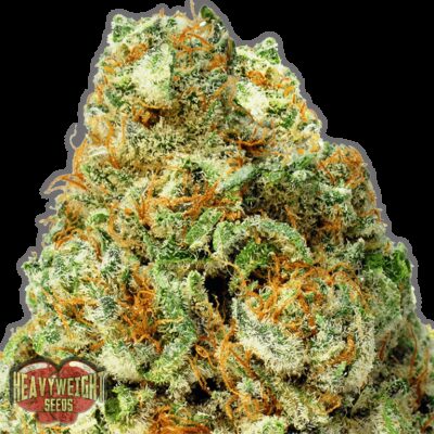 Turbo Bud Auto - Alchimia