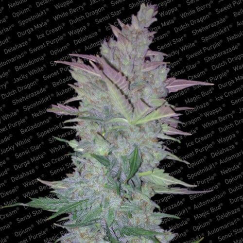 Vertigo - Alchimia