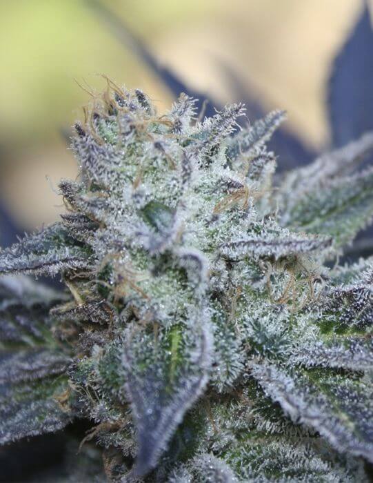 Washing Machine - Alchimia