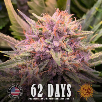 Wedding Cake Auto - Alchimia