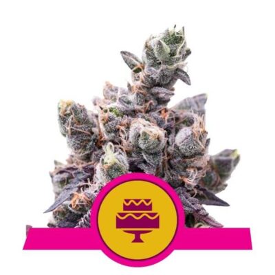 Wedding Gelato - Alchimia