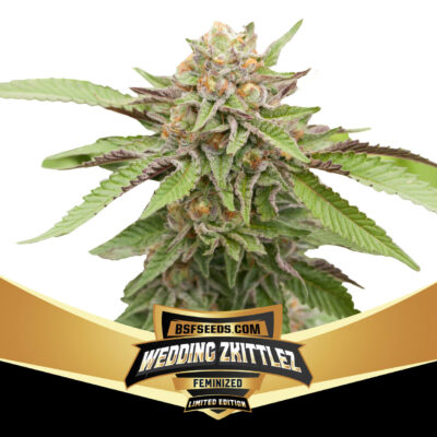 Wedding Zkittlez - Alchimia