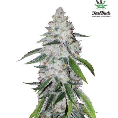 West Coast OG - Alchimia