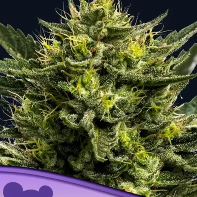 Wham Boom Auto - Alchimia