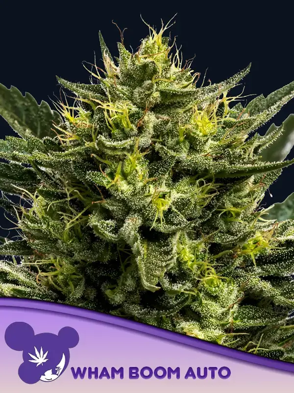 Wham Boom Auto - Alchimia