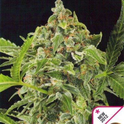 White Cheese Automatic - Alchimia