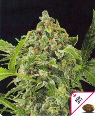 White Cheese Automatic - Alchimia