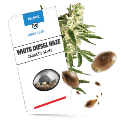 White Diesel Haze Samen - Autoflower - Sensi Seeds