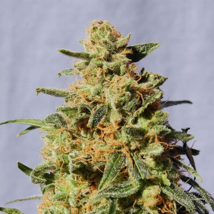 White Domina - Alchimia