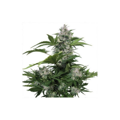 White Dwarf Auto - Alchimia