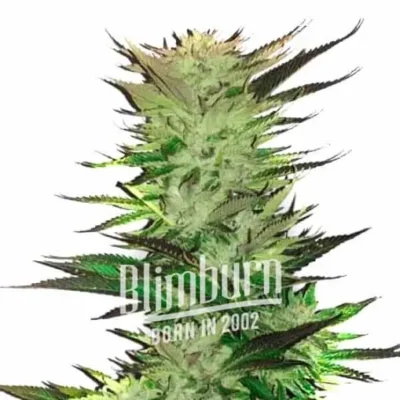White Fire OG - Alchimia